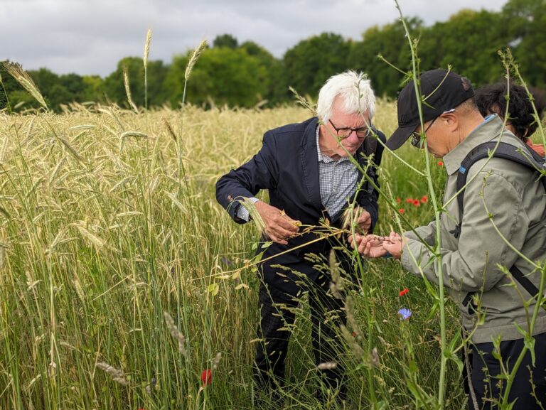 Inspecting rye landraces grown at Domäne Dahlem